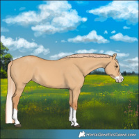 Horse Color:Red Dun Splash 