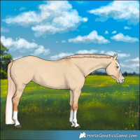 Horse Color:Red Dun Splash 