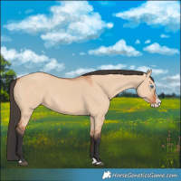 Horse Color:Bay Dun Splash 