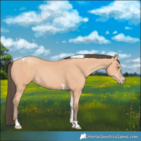 Horse Color:Amber Champagne Tobiano 