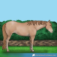 Horse Color:Black Pearl Sabino