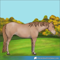 Horse Color:Black Pearl Sabino