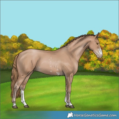 Horse Color:Black Pearl Sabino 