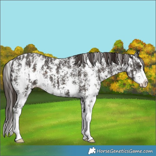 Horse Color:Liver Chestnut Sabino Splash Appaloosa and Liver Chestnut Sabino Splash Appaloosa