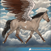 Horse Color:White Spotted Liver Red Dun 