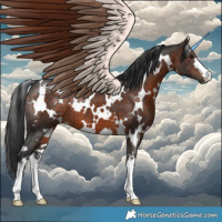 Horse Color:White Spotted Brown
