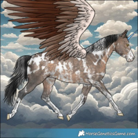 Horse Color:White Spotted Brown Dun Sabino Rabicano