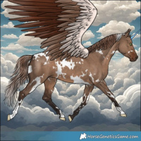 Horse Color:White Spotted Liver Red Dun