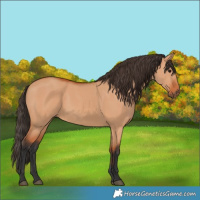 Horse Color:Bay Dun