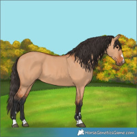 Horse Color:Bay Dun