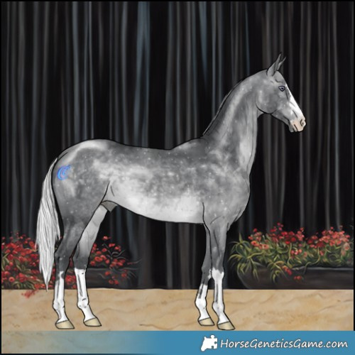 Horse Color:Silver Brown Chinchilla 