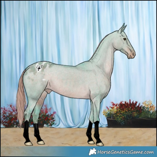 Horse Color:Watercolor Liver Red Dun Appaloosa 