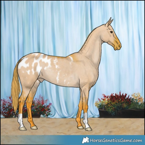 Horse Color:Watercolor Liver Red Dun Appaloosa 