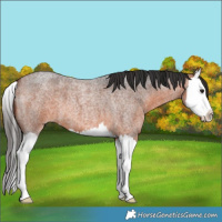 Horse Color:Bay Roan Splash