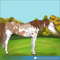 Horse Color:Red Dun Splash  and Red Dun Splash 
