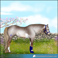 Horse Color:Gray Chestnut Tobiano Rabicano