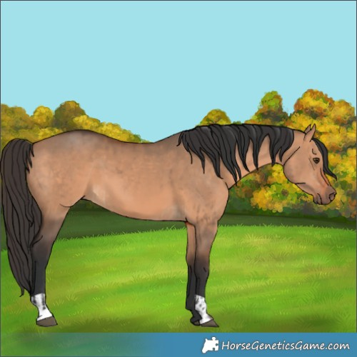 Horse Color:Bay Dun and Bay Dun
