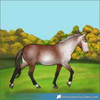 Horse Color:Gray Bay 