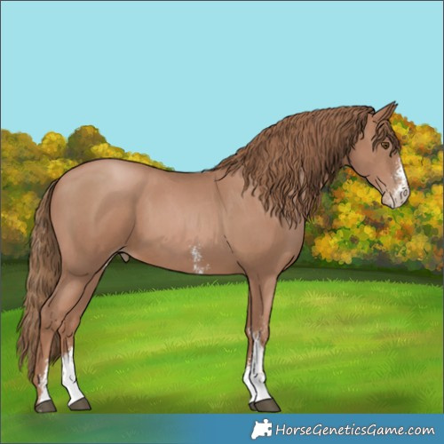 Horse Color:Black Pearl Sabino 