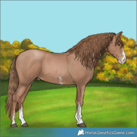 Horse Color:Black Pearl Sabino