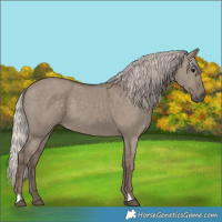 Horse Color:Silver Grullo
