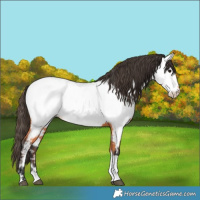 Horse Color:Bay Tobiano Near Fewspot 