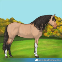 Horse Color:Bay Dun Tobiano 