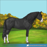 Horse Color:Black Splash