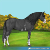 Horse Color:Black Sabino Splash 