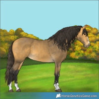 Horse Color:Buckskin 