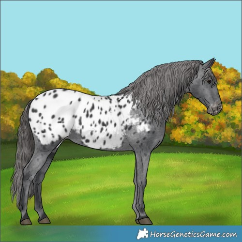 Horse Color:Black Appaloosa Rabicano