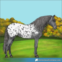 Horse Color:Black Appaloosa Rabicano 