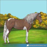Horse Color:Silver Black Tobiano Rabicano 