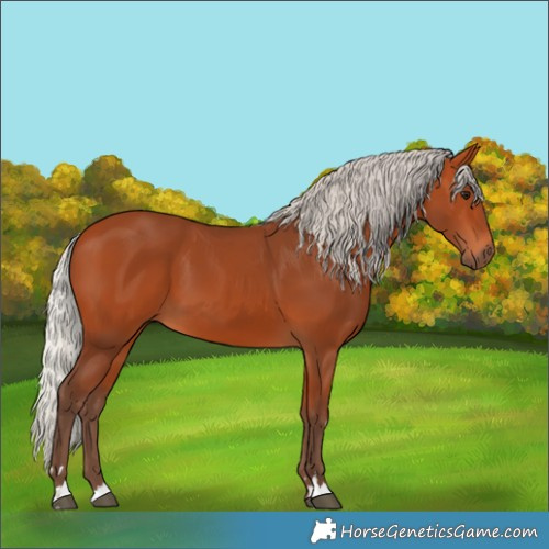 Horse Color:Silver Bay 