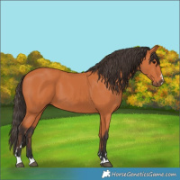 Horse Color:Bay 