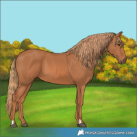 Horse Color:Chestnut 