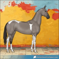 Horse Color:Unknown 