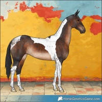Horse Color:Unknown 