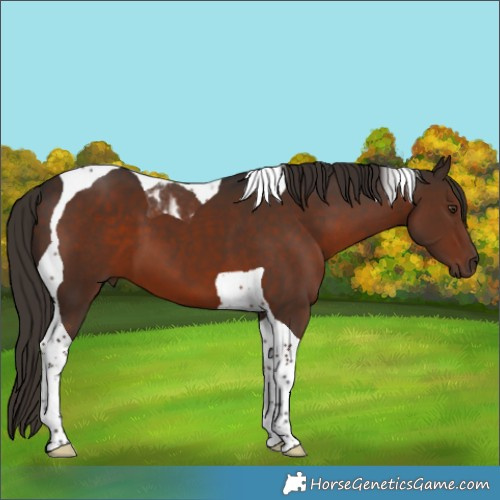 Horse Color:Liver Chestnut Tobiano 