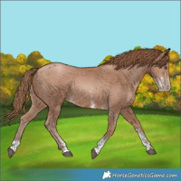Horse Color:Black Pearl Sabino