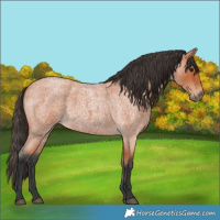 Horse Color:Bay Roan 