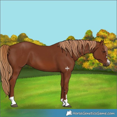 Horse Color:Chestnut 