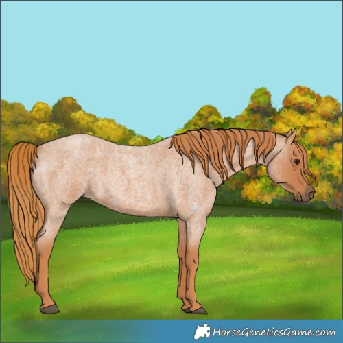 Horse Color:Red Roan 
