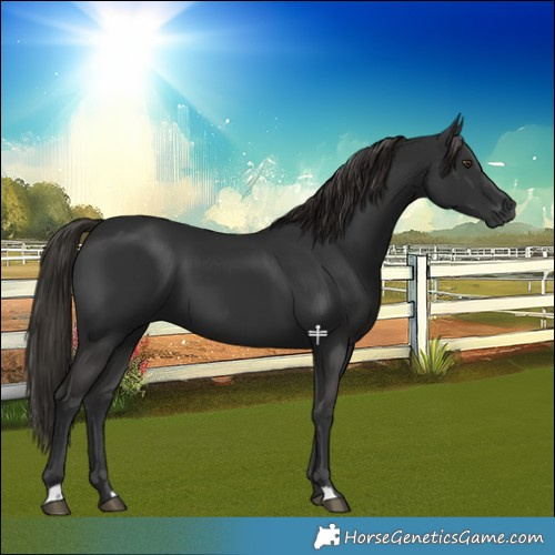 Horse Color:Gray Liver Chestnut 