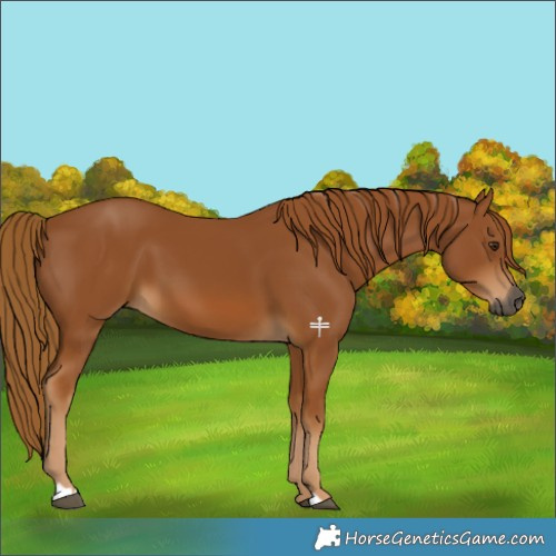 Horse Color:Gray Chestnut 