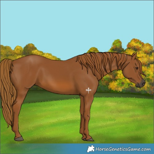 Horse Color:Gray Chestnut 