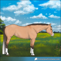 Horse Color:Bay Dun Splash