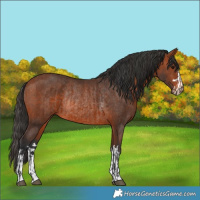 Horse Color:Bay Rabicano and Bay Rabicano