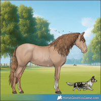 Horse Color:Black Pearl Sabino
