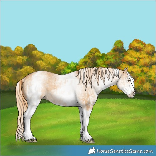 Horse Color:White Spotted Red Dun Rabicano  and White Spotted Red Dun Splash Rabicano 